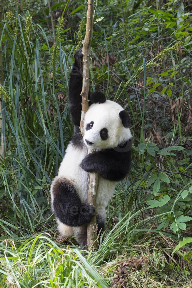 dos años Envejecido joven gigante panda, ailuropoda melanoleuca, chengdú, sichuan, China foto