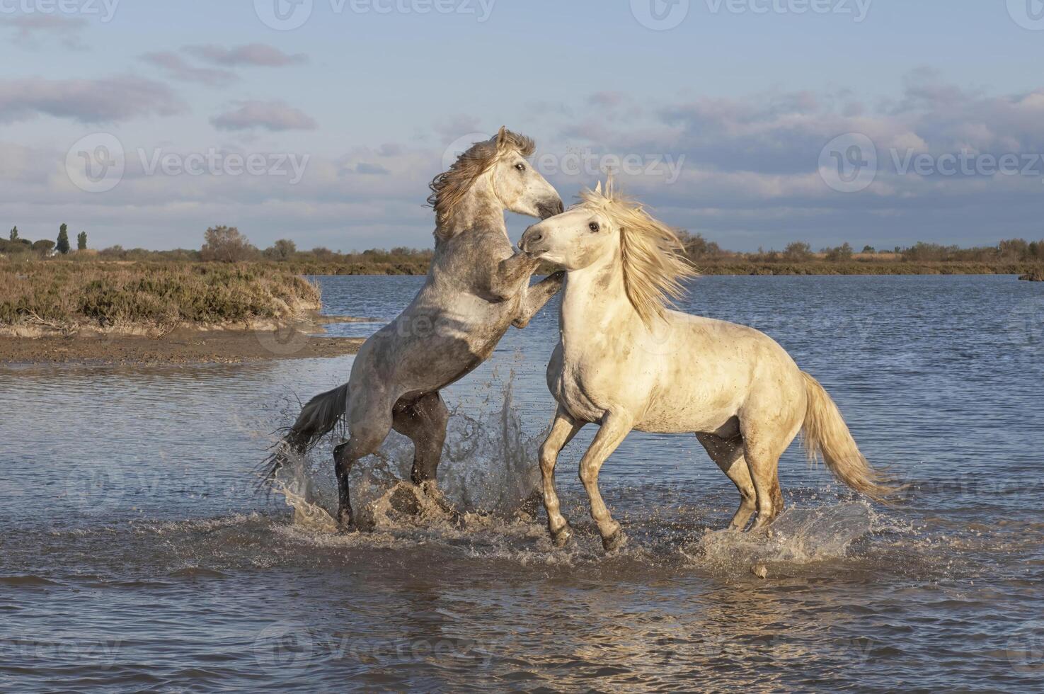 Camargue horses stallions fighting in the water, Bouches du Rhone, France photo