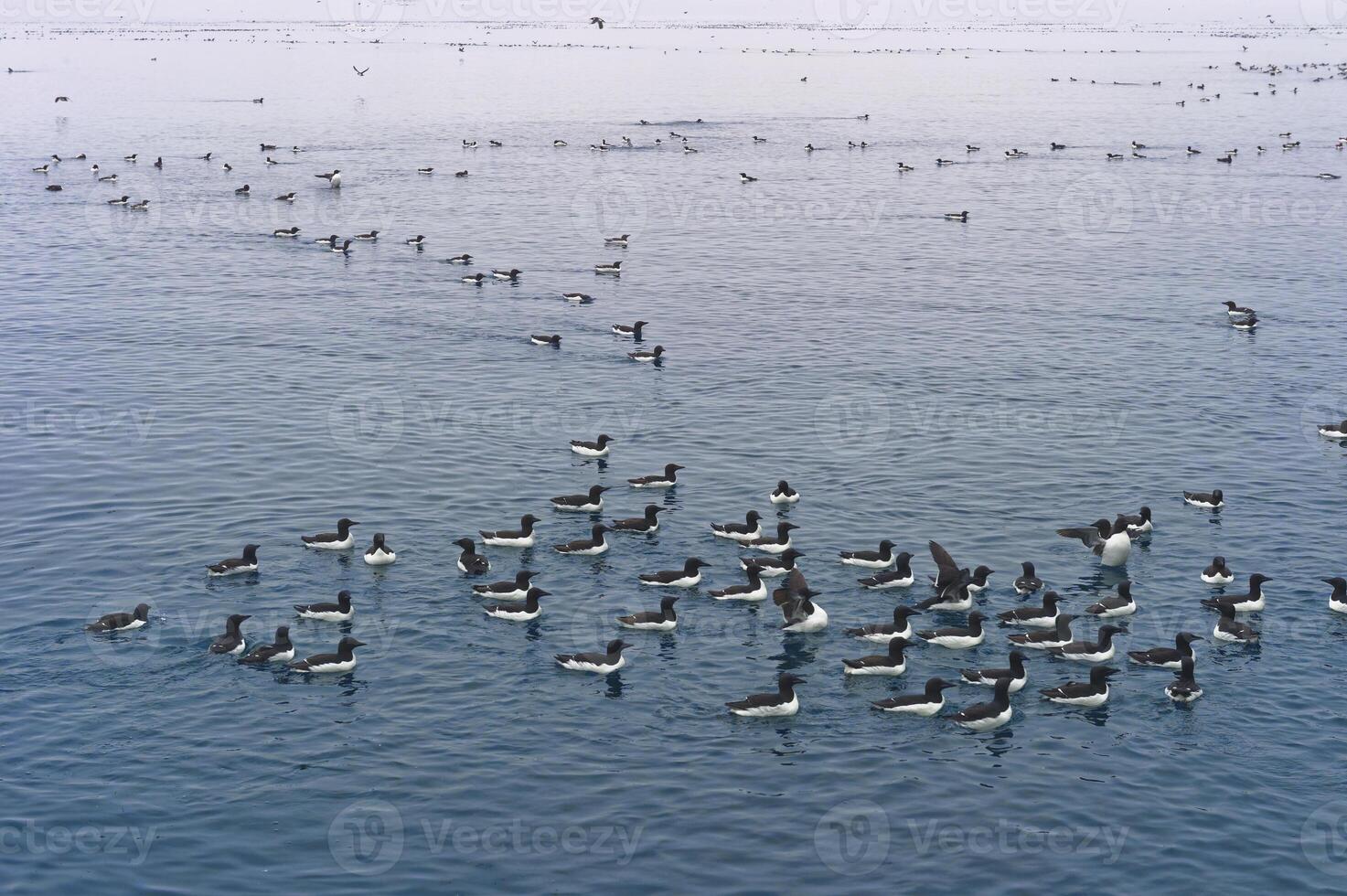 Thick billed Murres, Uria lomvia, or Brunnich guillemots swimming, Alkefjellet bird cliff, Hinlopen Strait, Spitsbergen Island, Svalbard archipelago, Norway photo