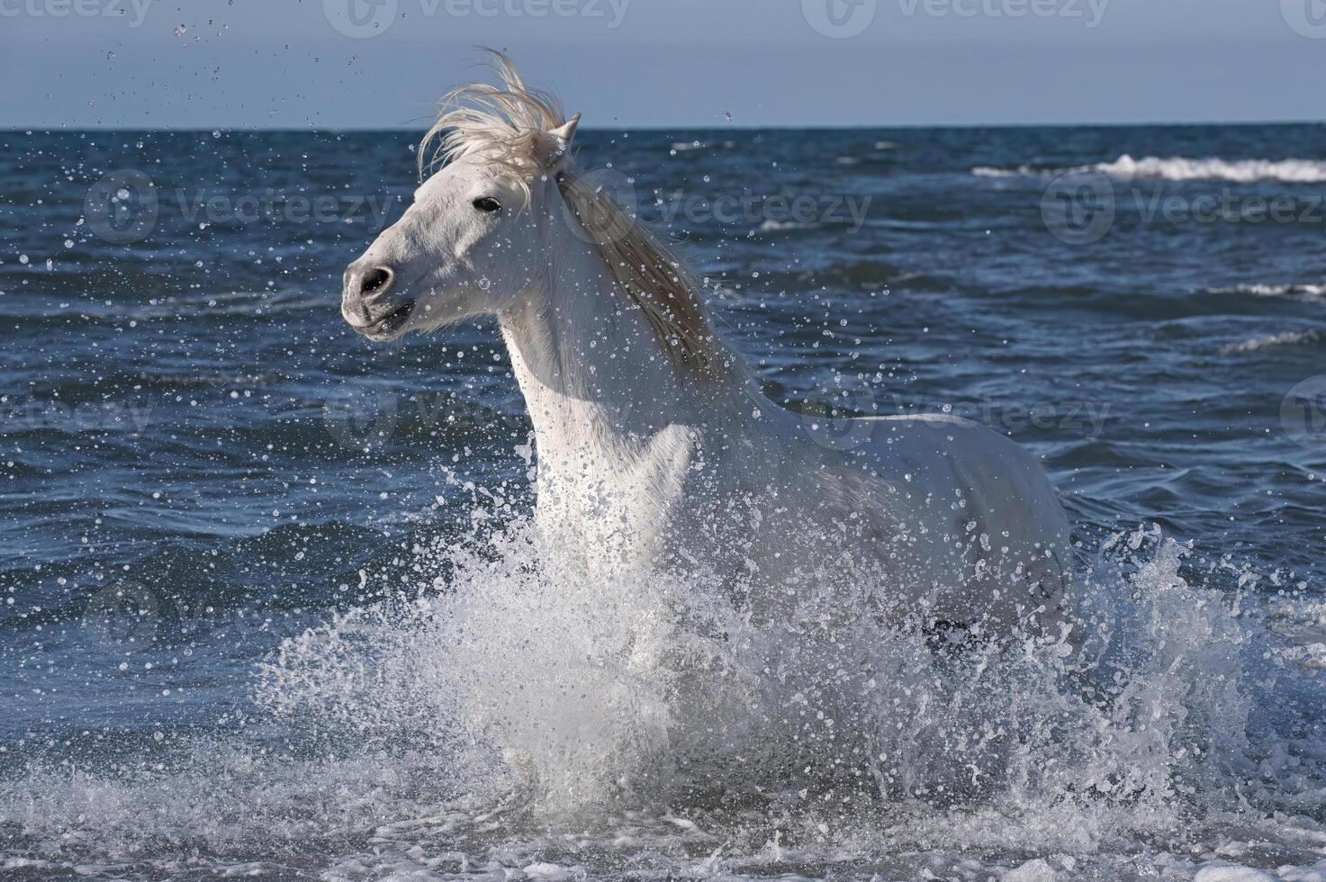 camarga caballo corriendo en el agua, bocas du Ródano, Francia foto