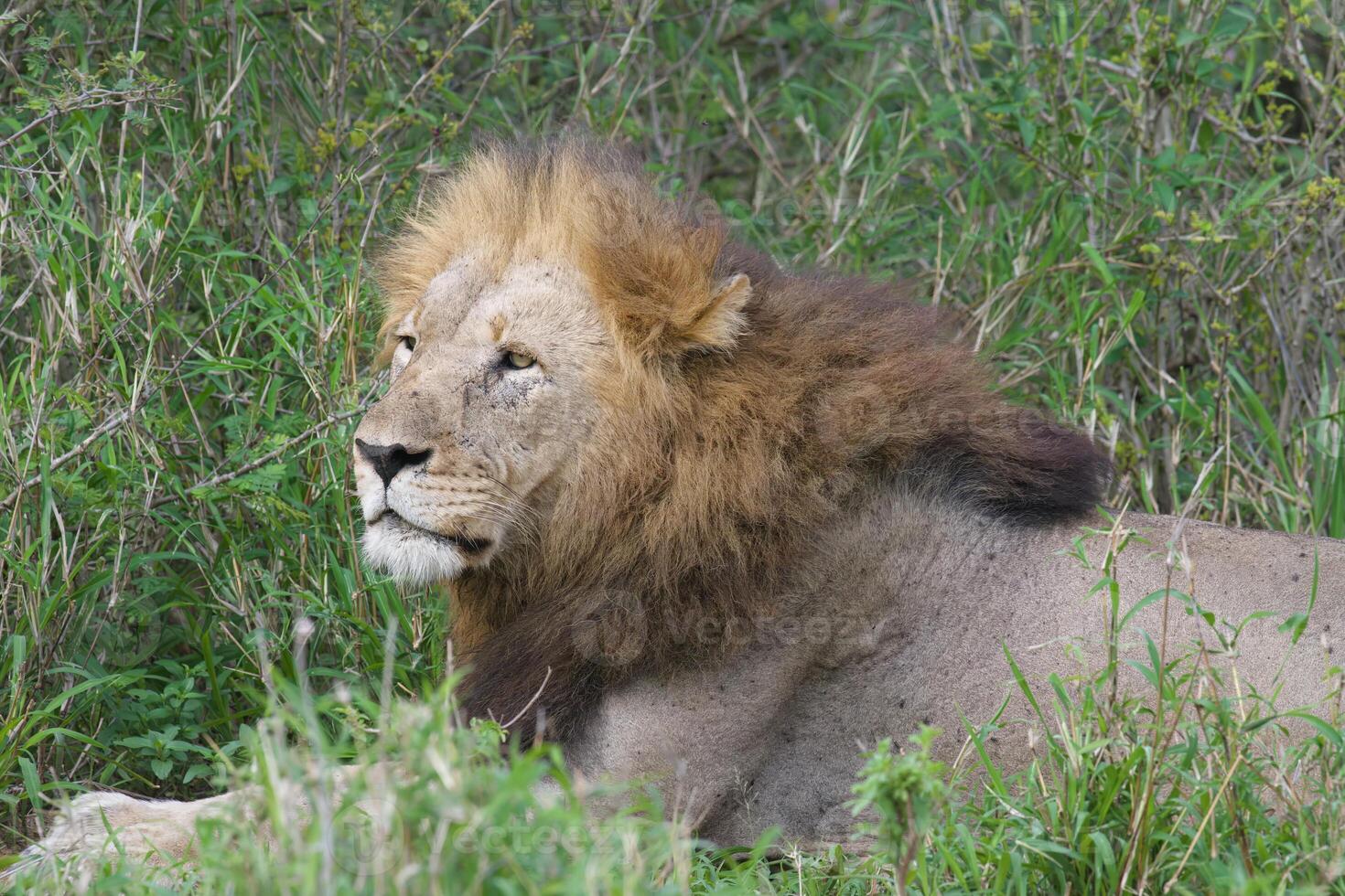 Male lion, Panthera leo, lying on grass, Kwazulu Natal Province, South Africa photo