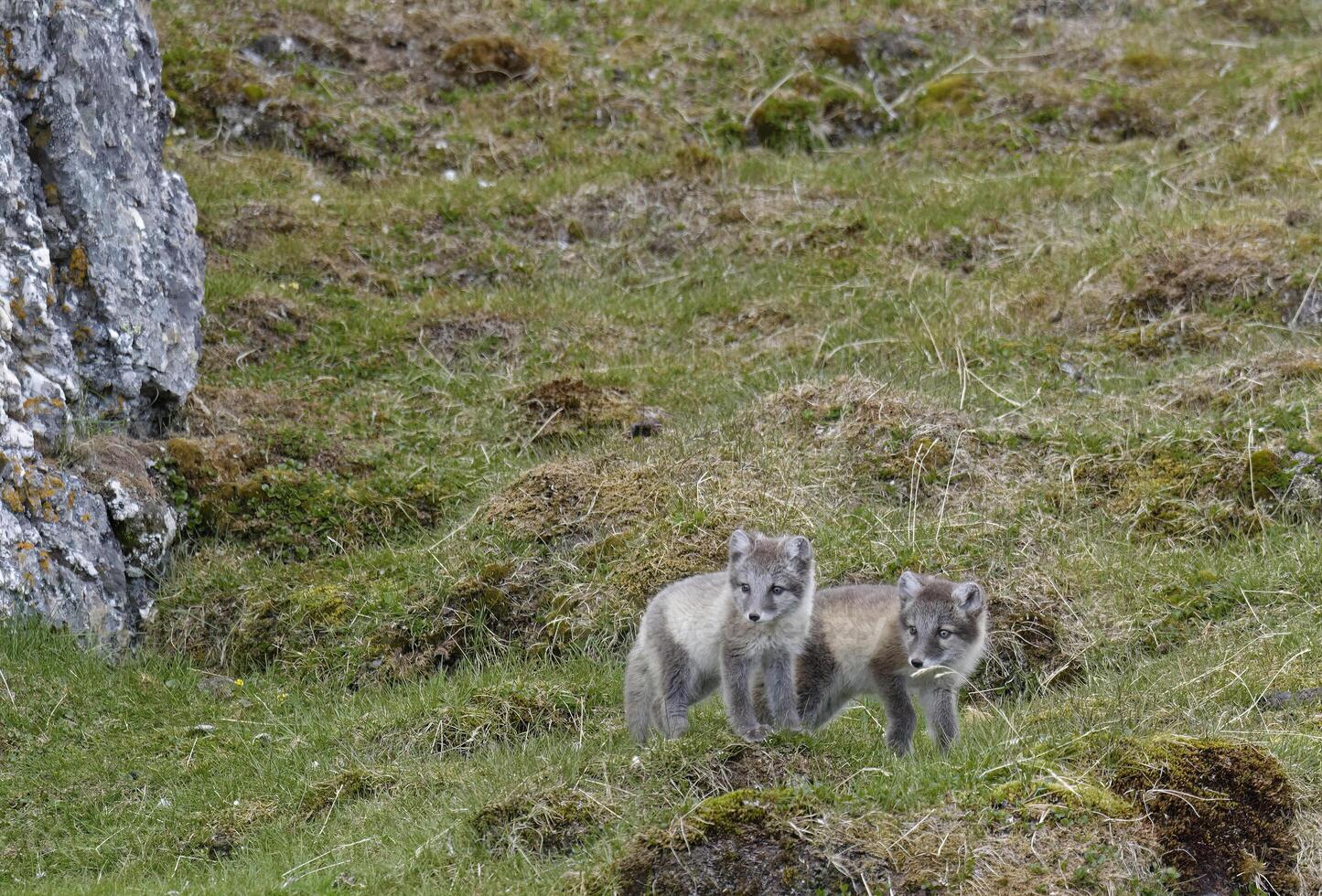 joven ártico zorros, vulpes lagopus, aljornet, Svalbard archipiélago, Noruega foto