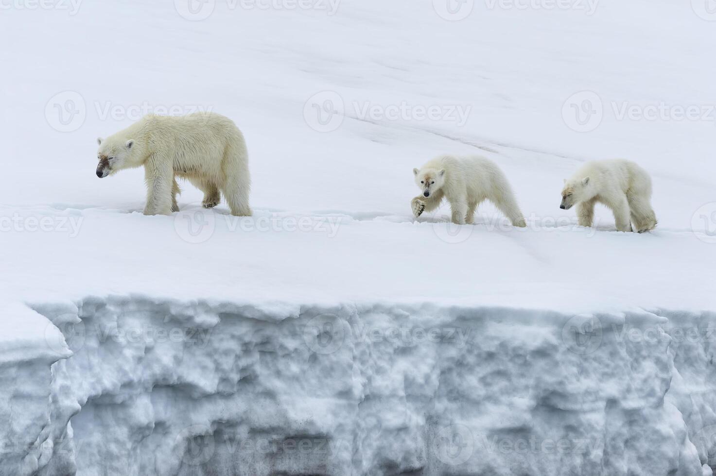 Female polar bear, Ursus maritimus, followed by two yearling cubs walking on the ridge of a glacier, Bjornsundet, Hinlopen Strait, Spitsbergen Island, Svalbard Archipelago, Norway photo