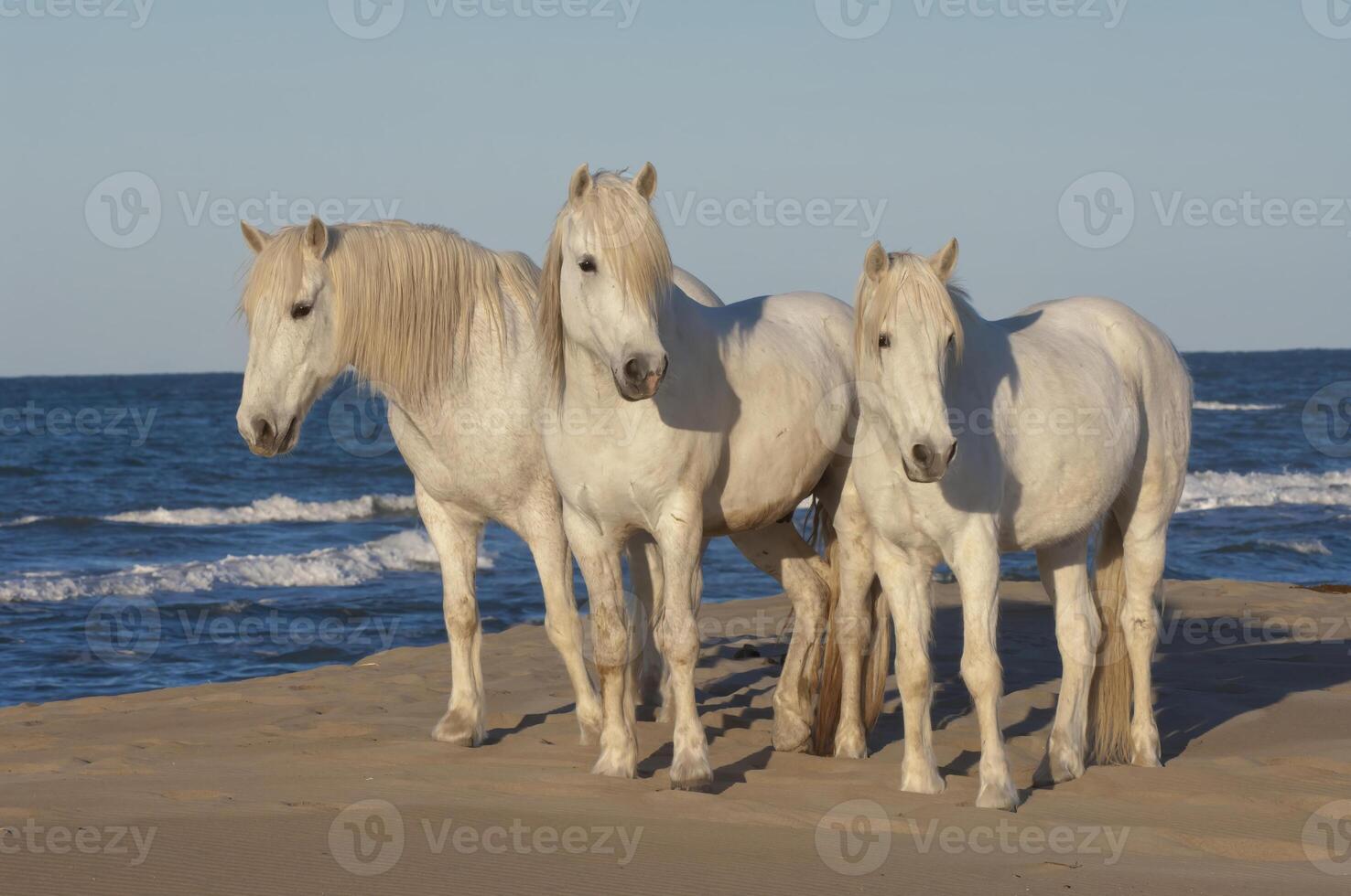 camarga caballos en el playa, bocas du Ródano, Francia foto