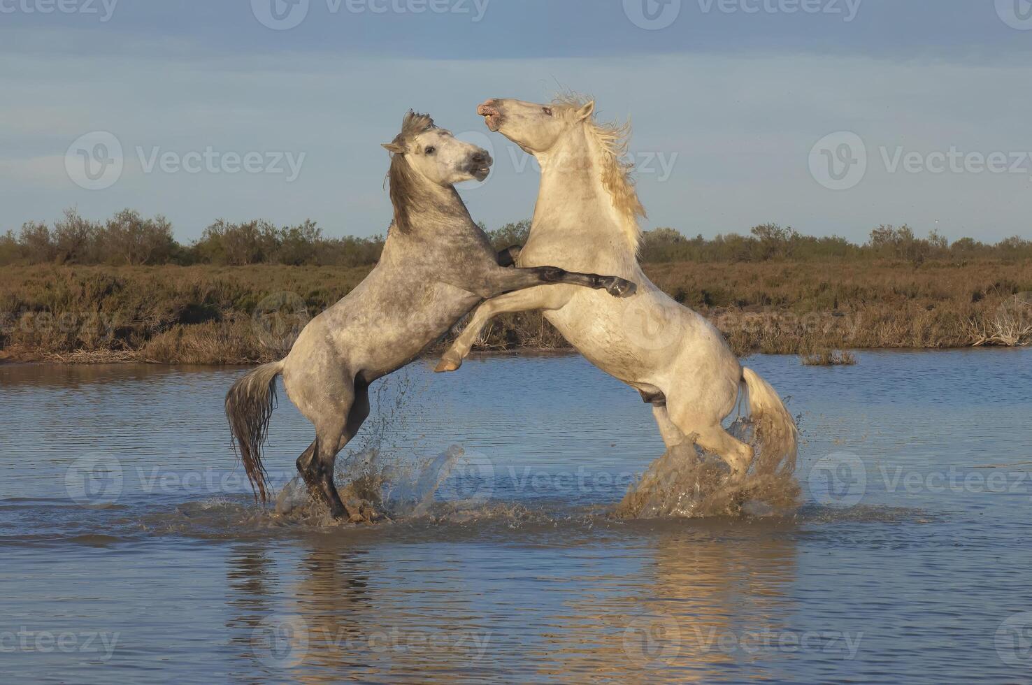 Camargue horses stallions fighting in the water, Bouches du Rhone, France photo