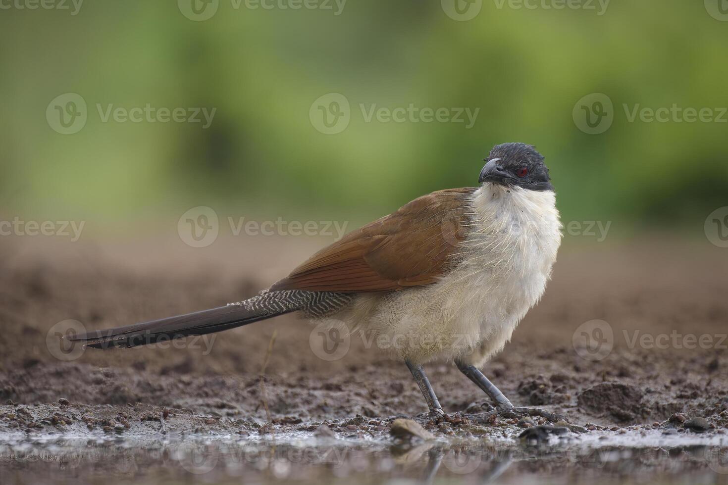 de burchell cucal centropo burchellii, kwazulu natal provincia, sur África foto