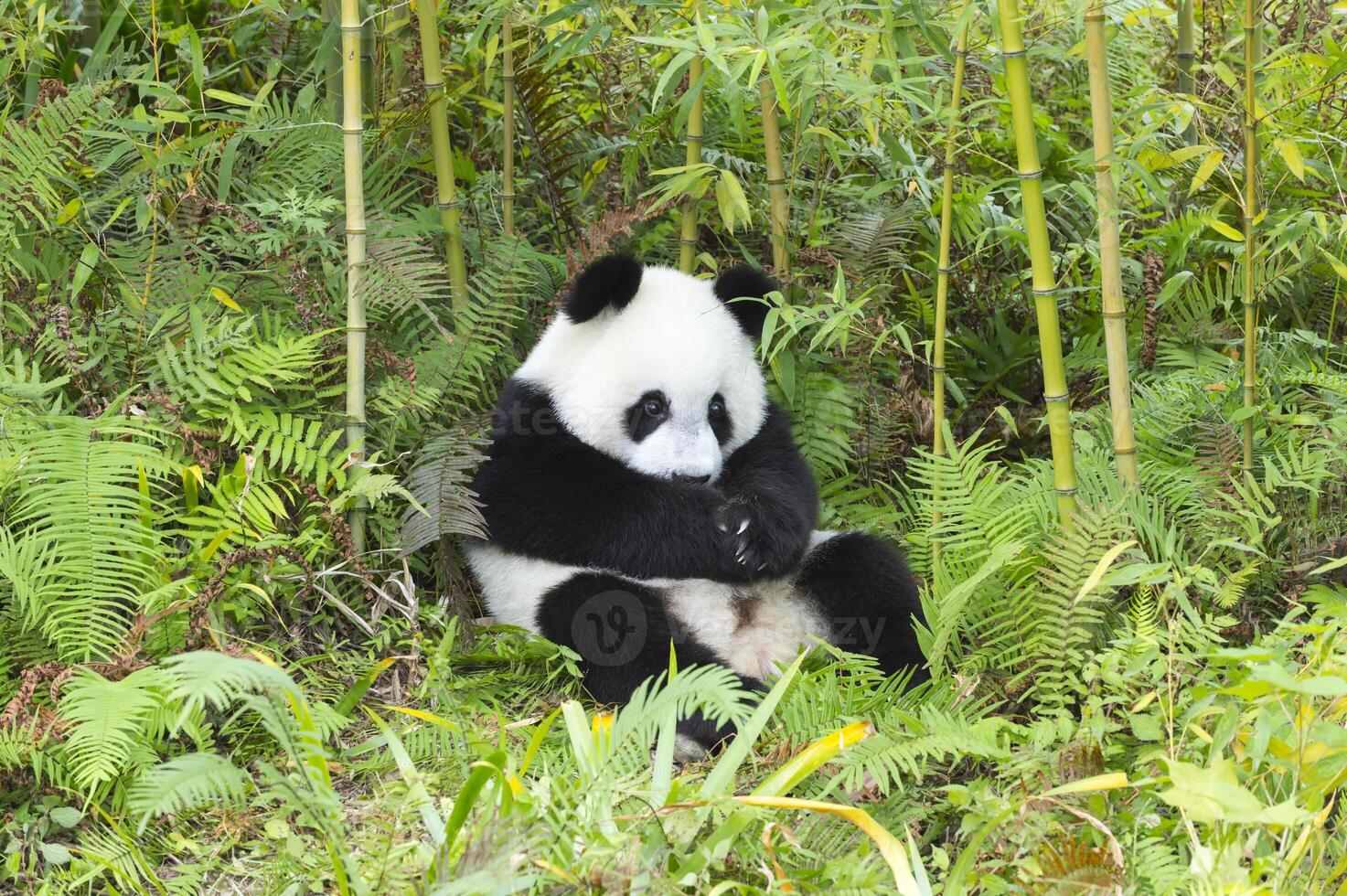 dos años Envejecido joven gigante panda, ailuropoda melanoleuca, chengdú, sichuan, China foto