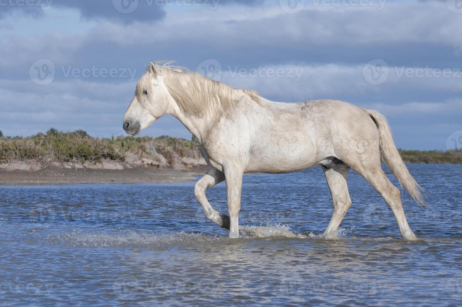 Camargue horse stallion, Bouches du Rhone, France photo