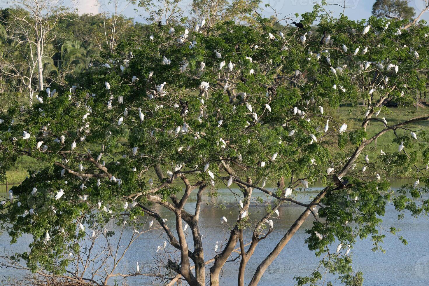 Western Cattle Egrets, Bubulcus ibis, roosting in a tree, late afternoon, Amazon Basin, Brazil photo