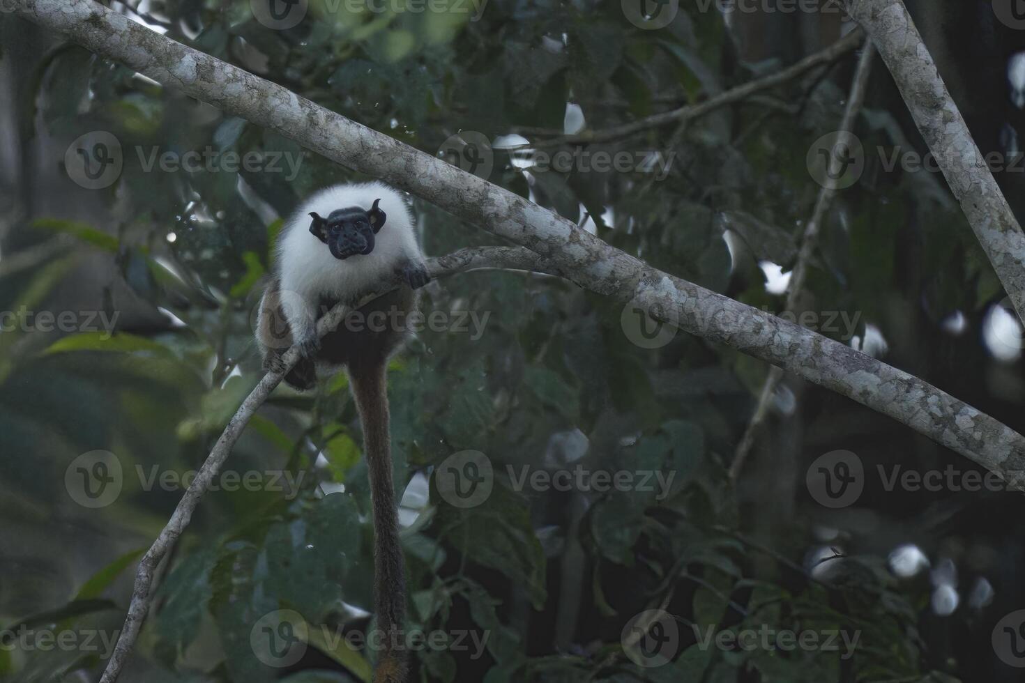 Brazilian bare faced tamarin, Saguinus bicolor, Amazon basin, Brazil photo