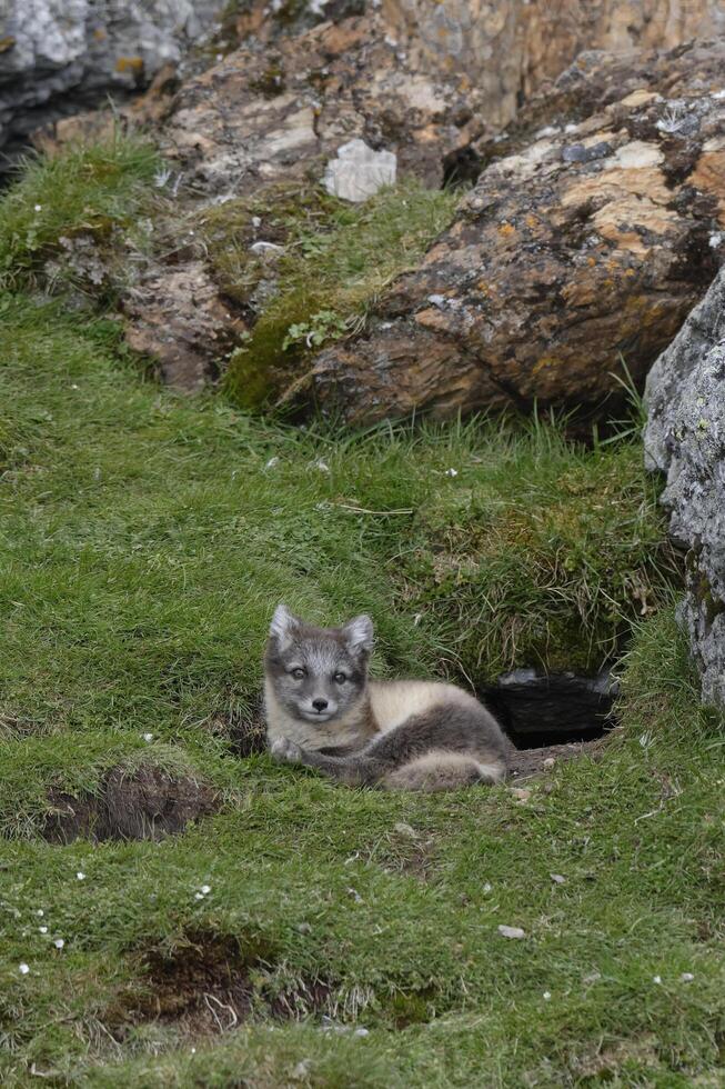 joven ártico zorro, vulpes lagopus, aljornet, Svalbard archipiélago, Noruega foto