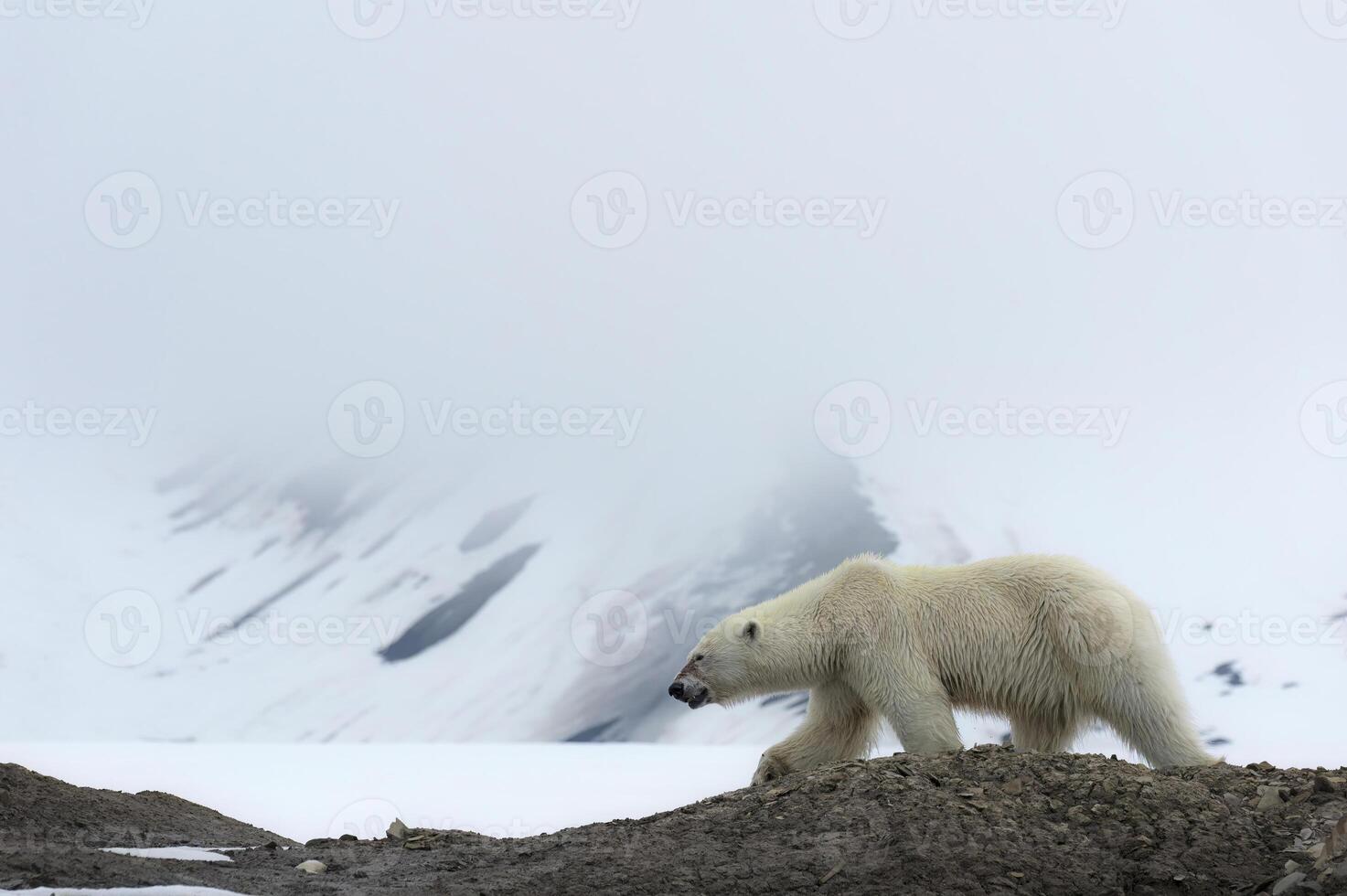 Female polar bear, Ursus maritimus, walking on the ridge of a glacier, Bjornsundet, Hinlopen Strait, Spitsbergen Island, Svalbard Archipelago, Norway photo
