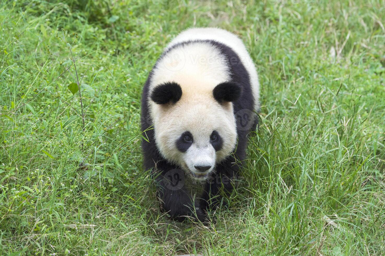 gigante panda, ailuropoda melanoleuca, chengdú, sichuan, China foto