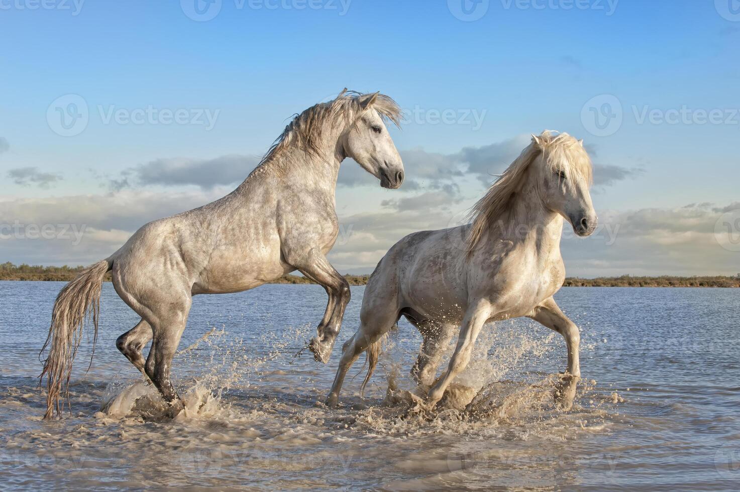 camarga caballos sementales luchando en el agua, bocas du Ródano, Francia foto