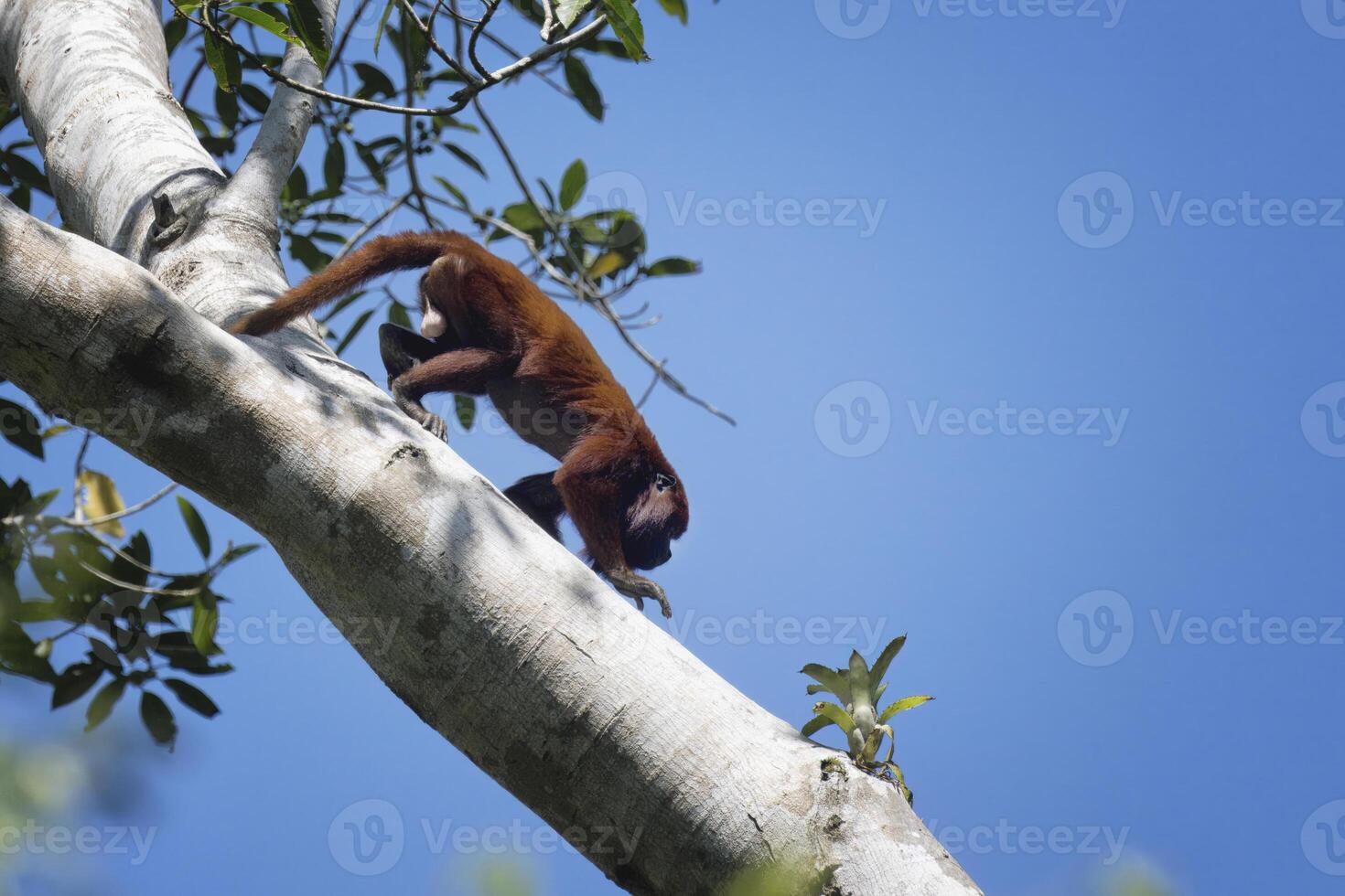 Colombiana rojo planchazo mono, alouatta senículo, en un árbol, Amazonas cuenca, Brasil foto