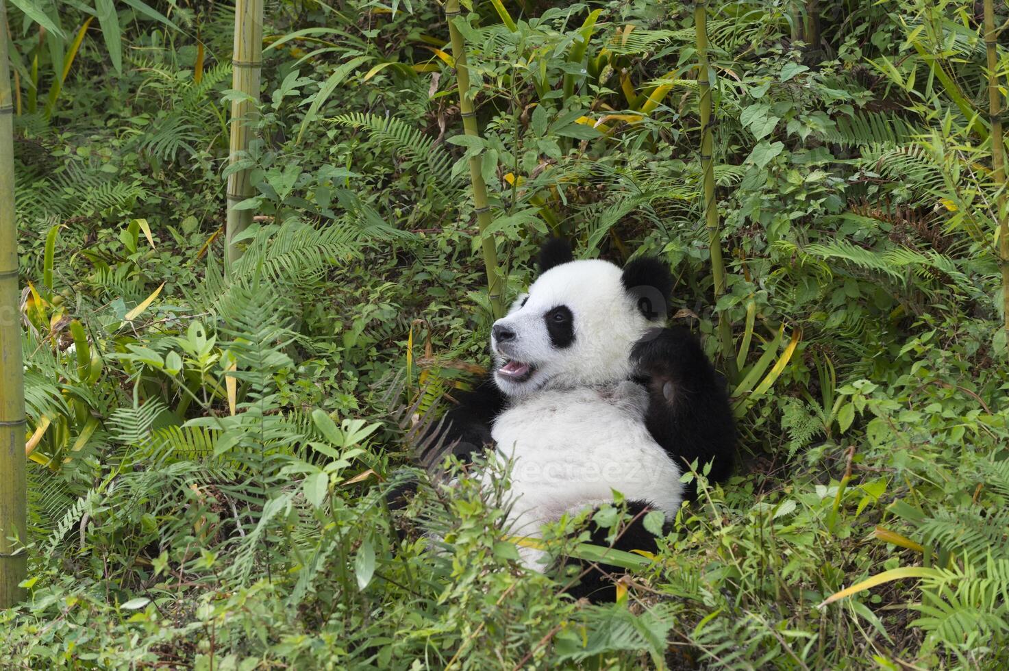 dos años Envejecido joven gigante panda, ailuropoda melanoleuca, chengdú, sichuan, China foto