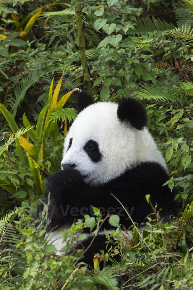 Two years aged young giant Panda, Ailuropoda melanoleuca, Chengdu, Sichuan, China photo