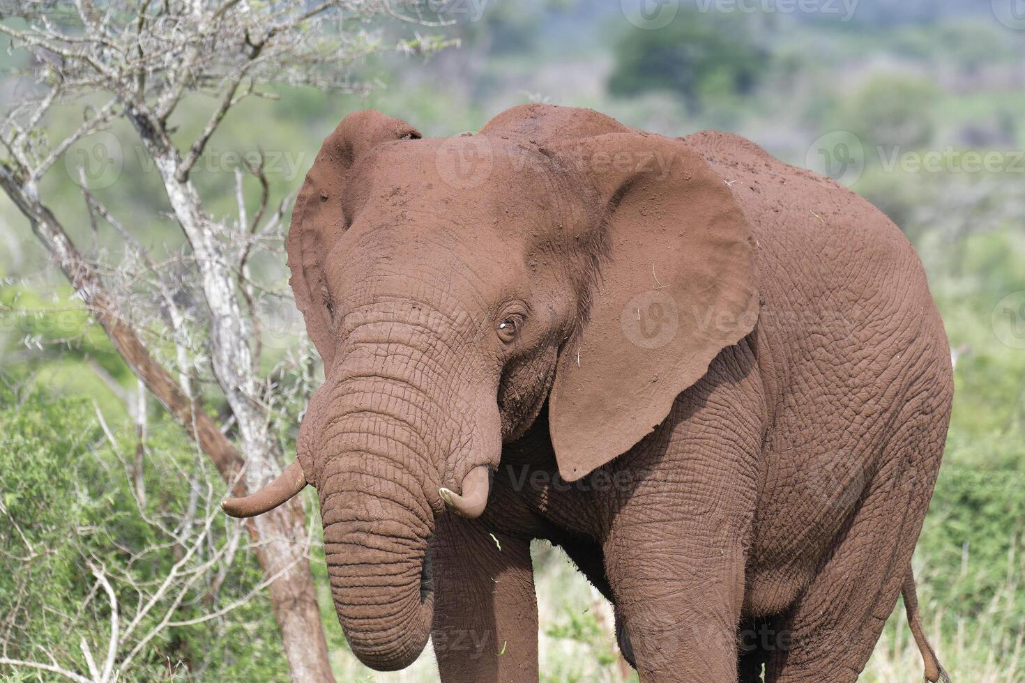 African bush elephant, Loxodonta africana, covered with red soil walking in the savannah, Kwazulu Natal Province, South Africa photo