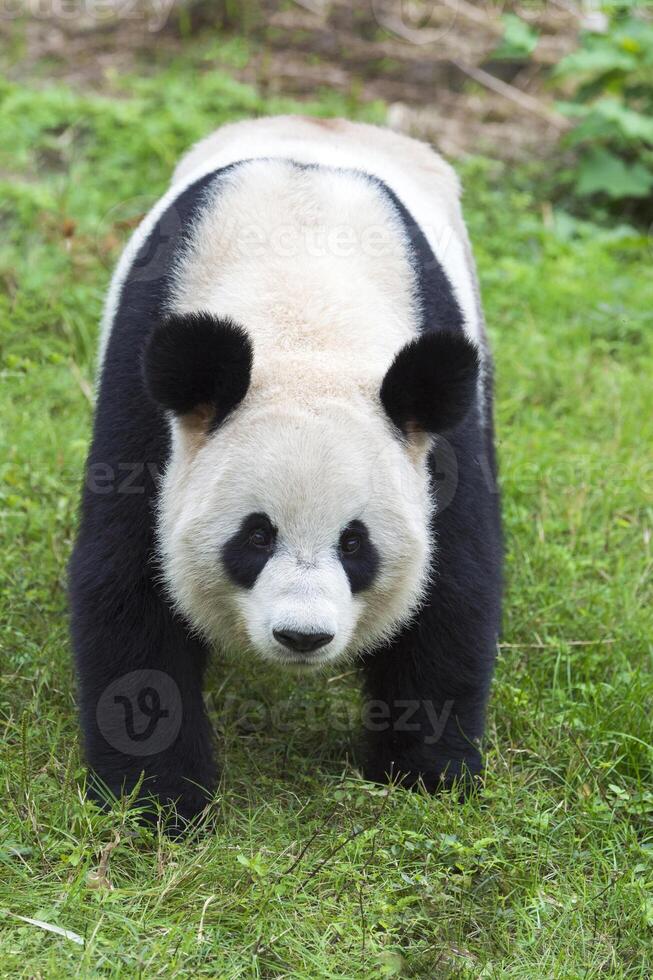 gigante panda, ailuropoda melanoleuca, chengdú, sichuan, China foto