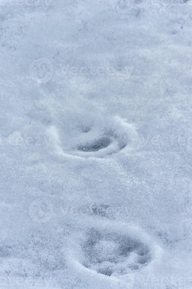 Polar Bear, Ursus maritimus, tracks on ice, Svalbard Archipelago, Norway photo