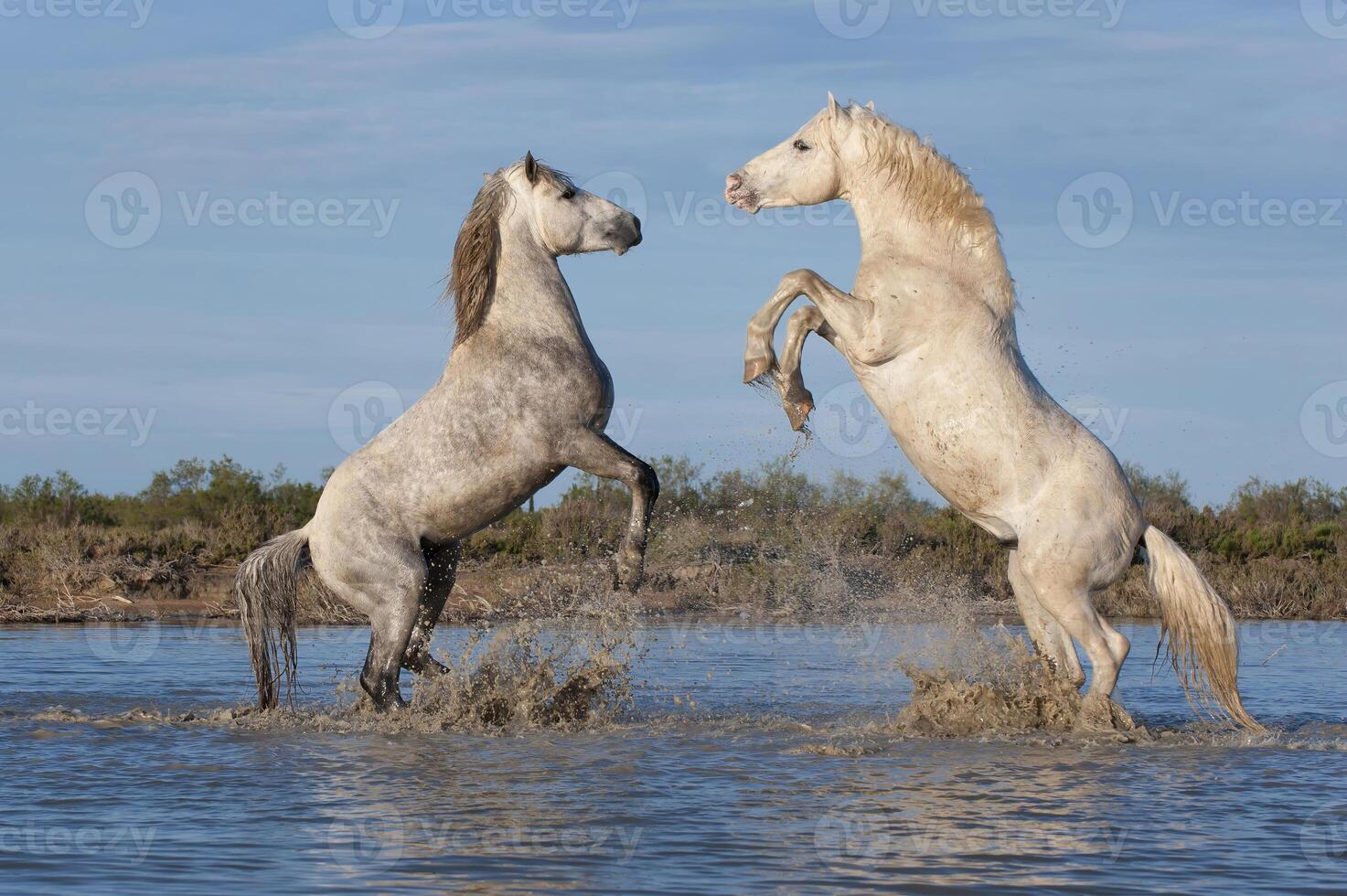 Camargue horses stallions fighting in the water, Bouches du Rhone, France photo