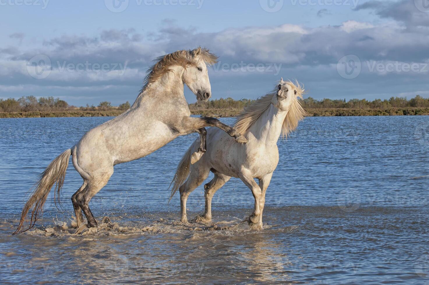 Camargue horses stallions fighting in the water, Bouches du Rhone, France photo