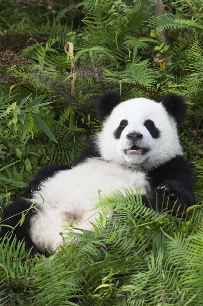 Two years aged young giant Panda, Ailuropoda melanoleuca, Chengdu, Sichuan, China photo