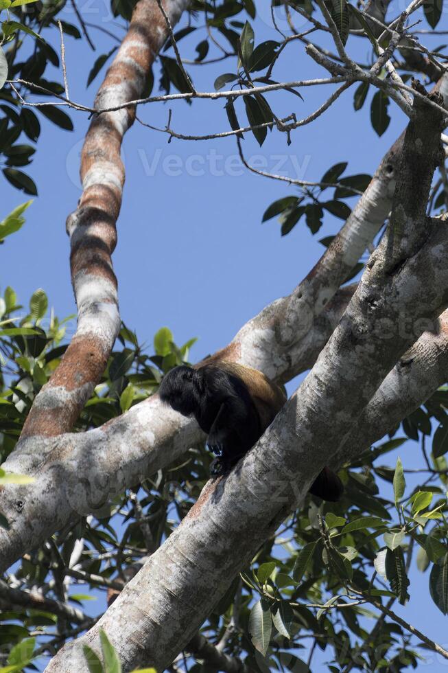 Black headed uakari, Cacajao melanocephalus, Amazon basin, Brazil photo