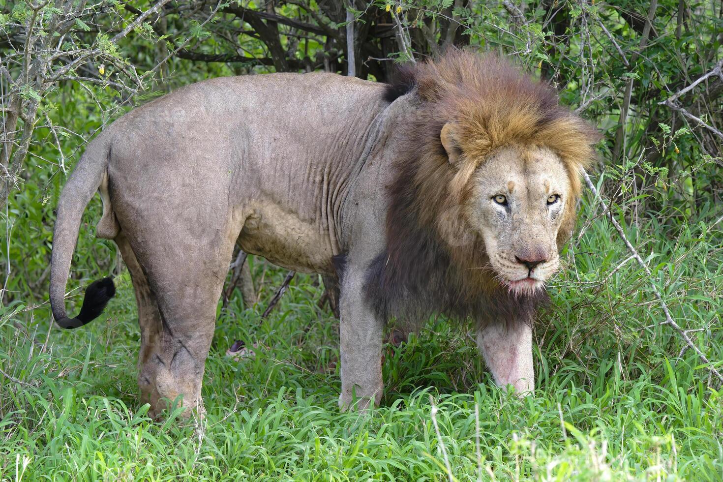 Male Lion, Panthera leo, walking in the bush, Kwazulu Natal Province, South Africa photo