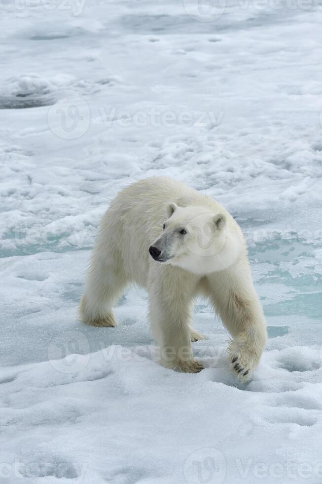 Polar Bear, Ursus maritimus, on Pack ice, Svalbard Archipelago, Norway photo