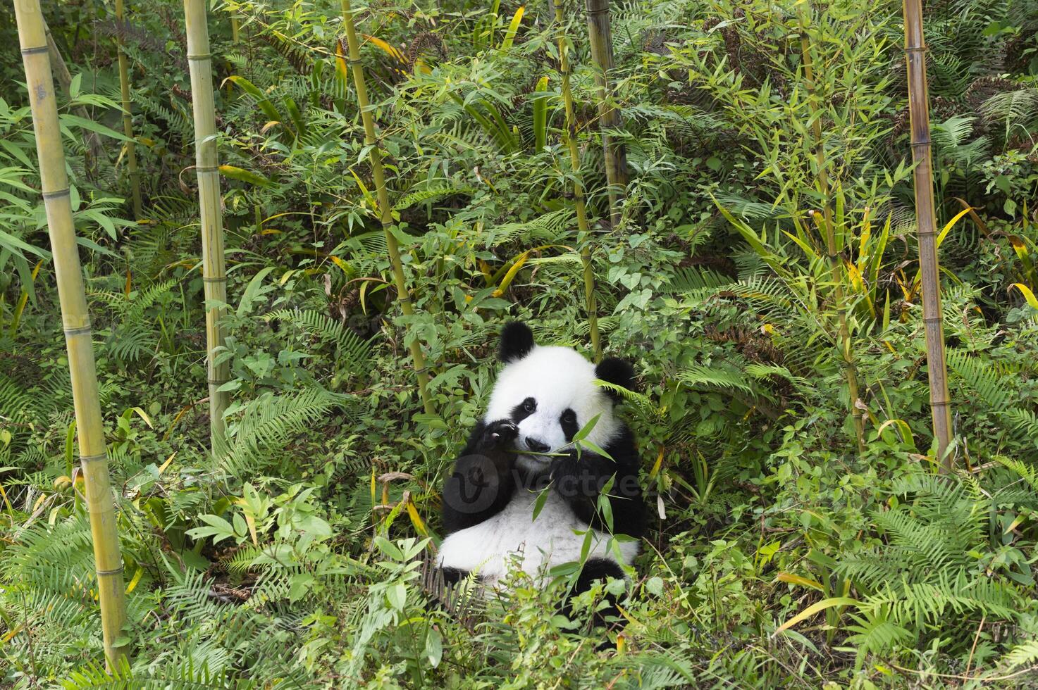 Two years aged young giant Panda, Ailuropoda melanoleuca, Chengdu, Sichuan, China photo