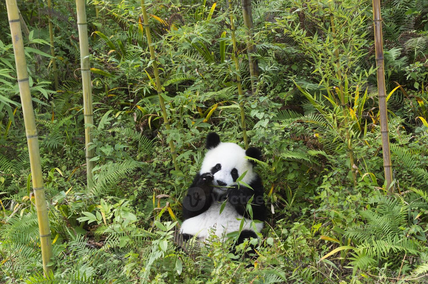 dos años Envejecido joven gigante panda, ailuropoda melanoleuca, chengdú, sichuan, China foto