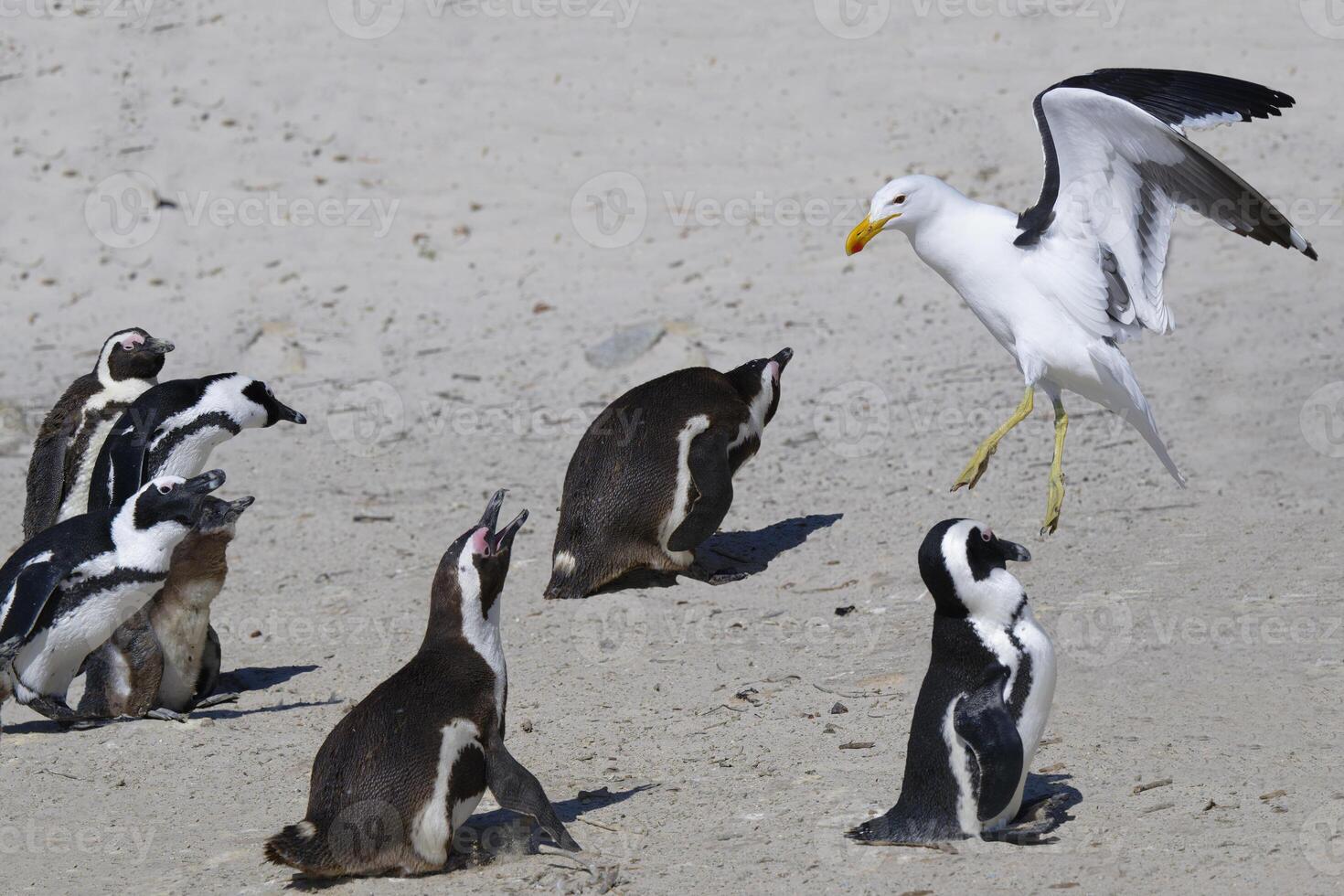 africano pingüinos, spheniscus demersus, atacado por un quelpo gaviota, larus dominicano, a roca s playa, capa ciudad, sur África foto