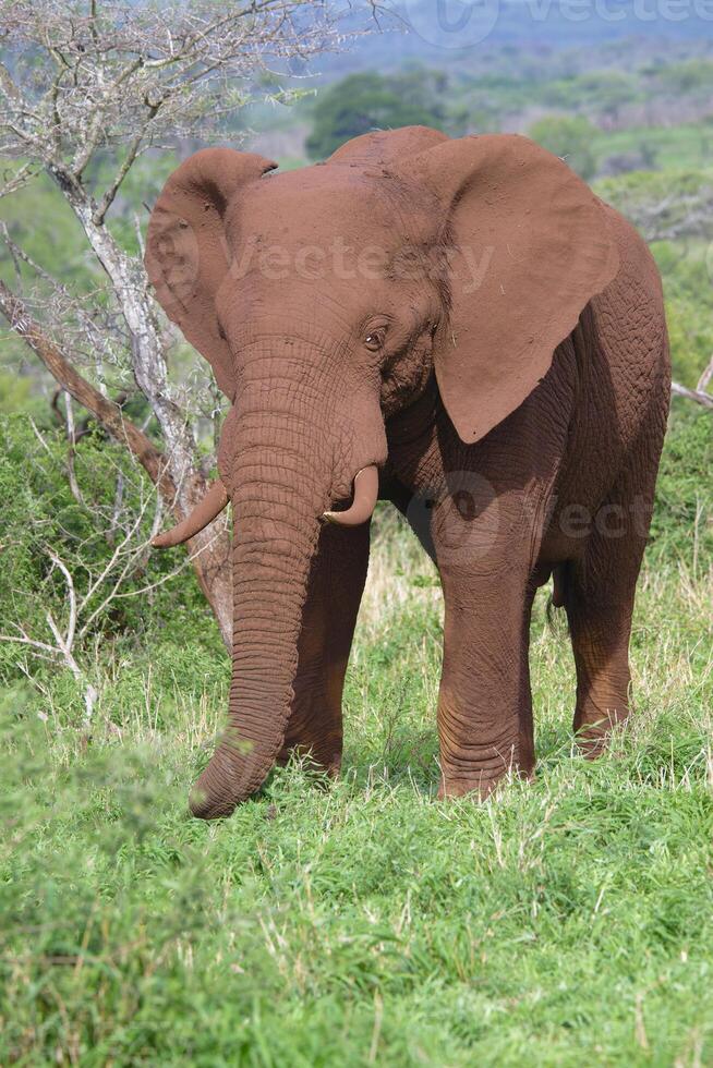 African bush elephant, Loxodonta africana, covered with red soil walking in the savannah, Kwazulu Natal Province, South Africa photo
