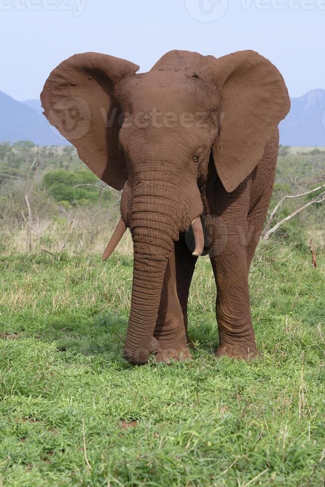 African bush elephant, Loxodonta africana, covered with red soil walking in the savannah, Kwazulu Natal Province, South Africa photo