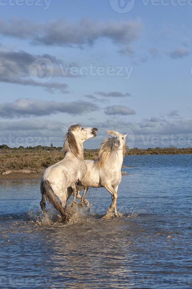 camarga caballos sementales luchando en el agua, bocas du Ródano, Francia foto