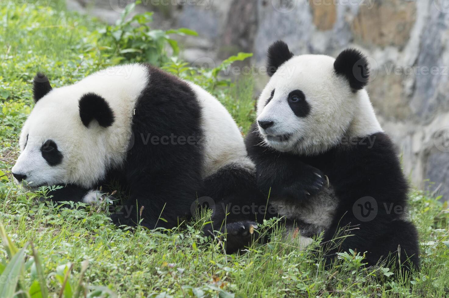 Two years aged young giant Panda, Ailuropoda melanoleuca, Chengdu, Sichuan, China photo