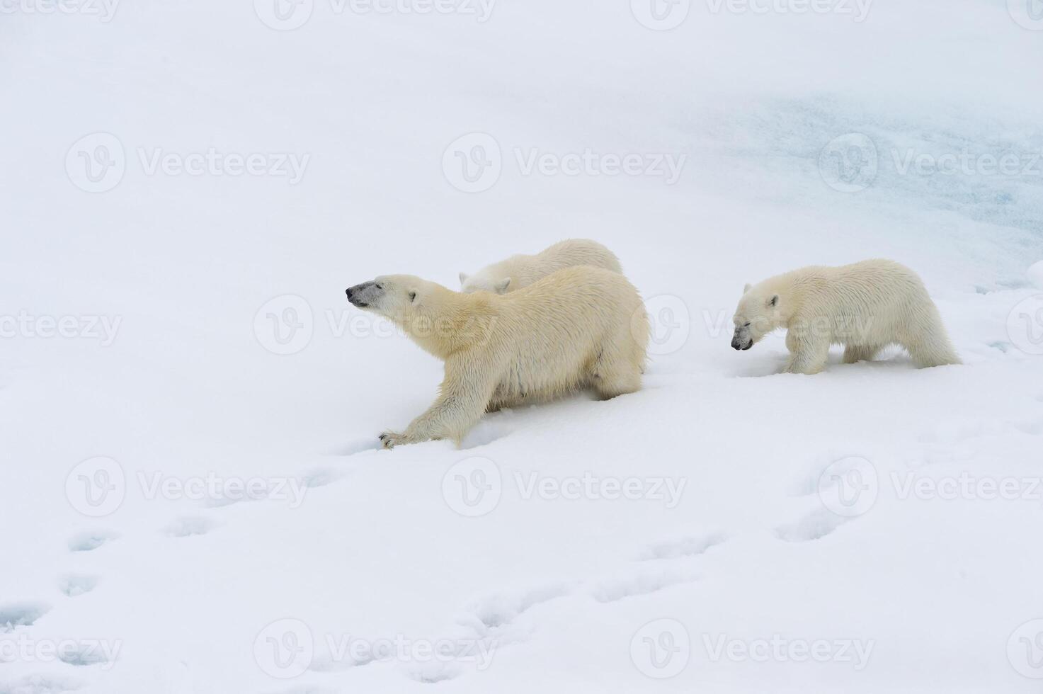 Mother polar bear, Ursus maritimus, walking with two cubs on a melting ice floe, Spitsbergen Island, Svalbard archipelago, Norway, Europe photo