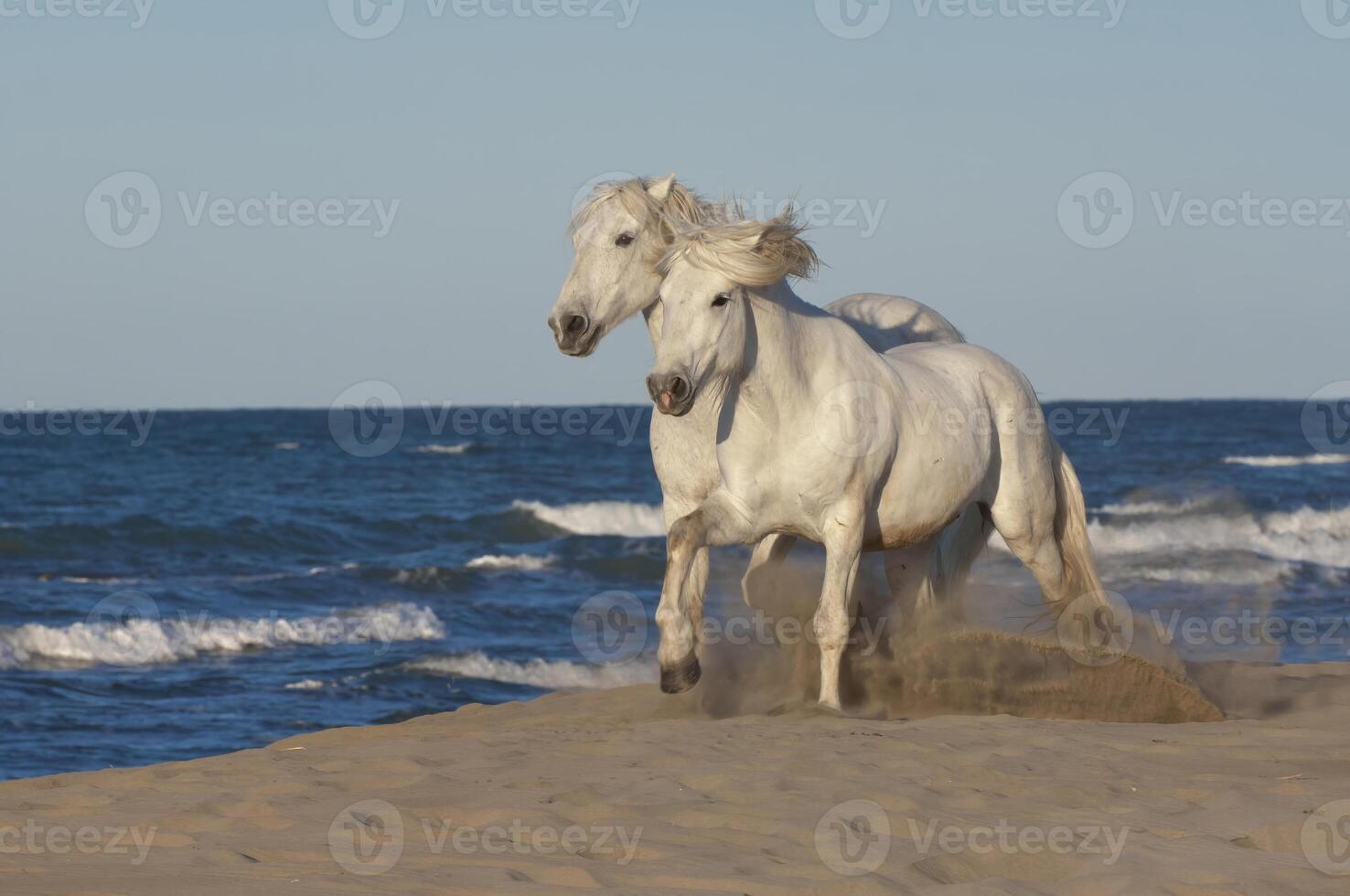 camarga caballos corriendo en el playa, bocas du Ródano, Francia foto