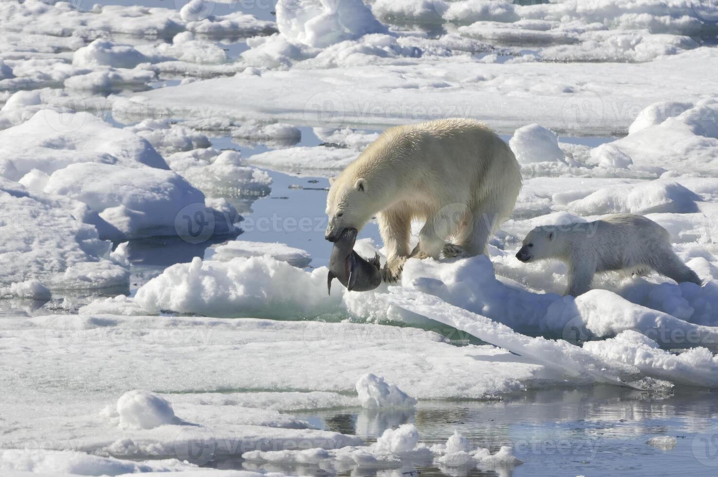 Female Polar bear, Ursus maritimus, dragging a ringed seal, Pusa