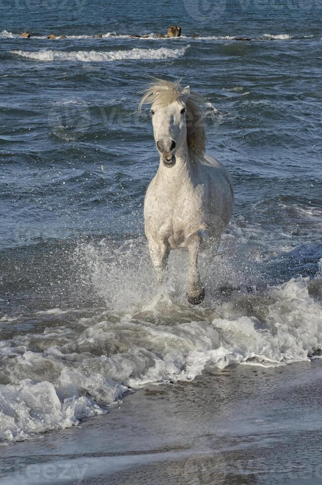 Camargue horse running in the water, Bouches du Rhone, France photo