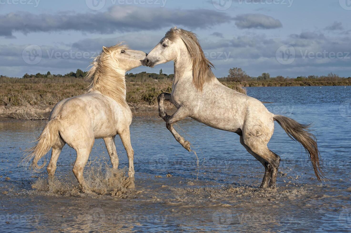 Camargue horses stallions fighting in the water, Bouches du Rhone, France photo