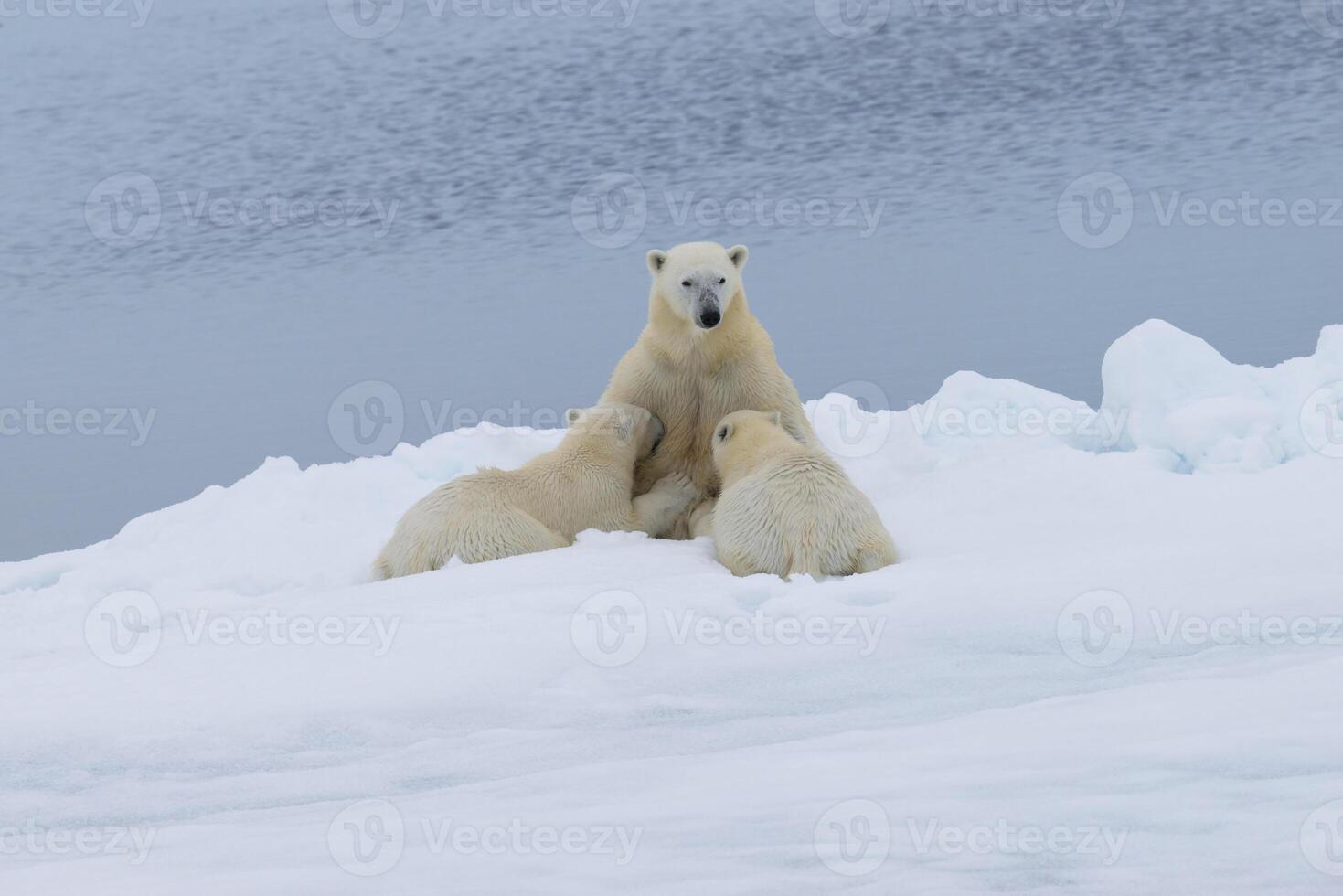 madre polar oso, ursus marítimo, enfermería dos cachorros en el borde de un derritiendo hielo témpano de hielo, Spitsbergen isla, Svalbard archipiélago, Noruega, Europa foto