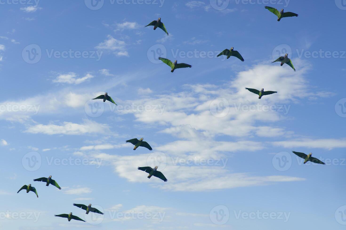 Flock of Blue headed Parrots, Pionus menstruus menstruus, Amazon Basin, Brazil photo