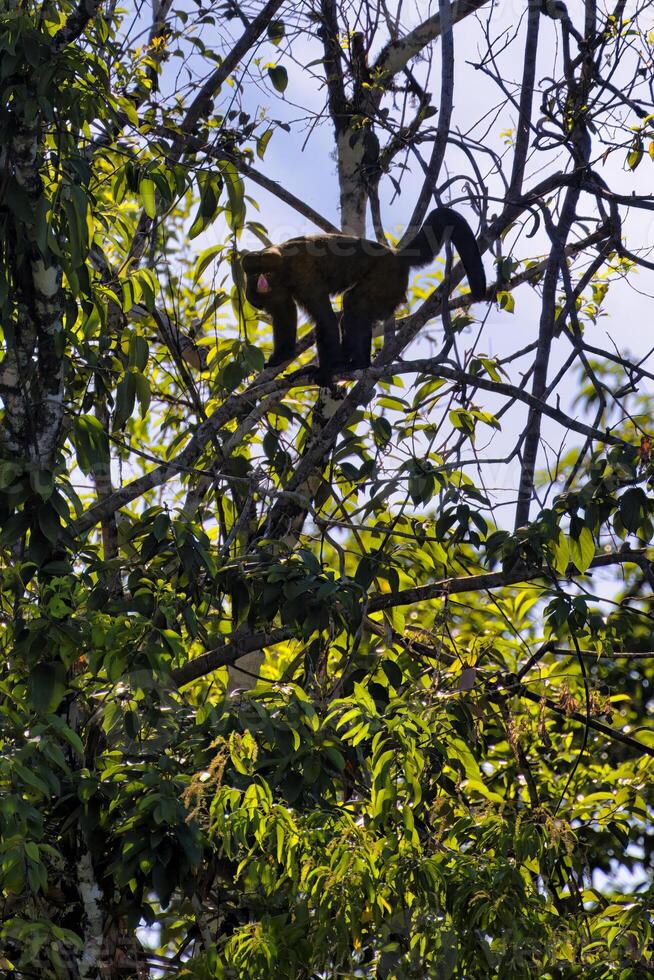 Red Nosed Bearded Saki, Chiropotes albinasus, Amazon basin, Brazil photo