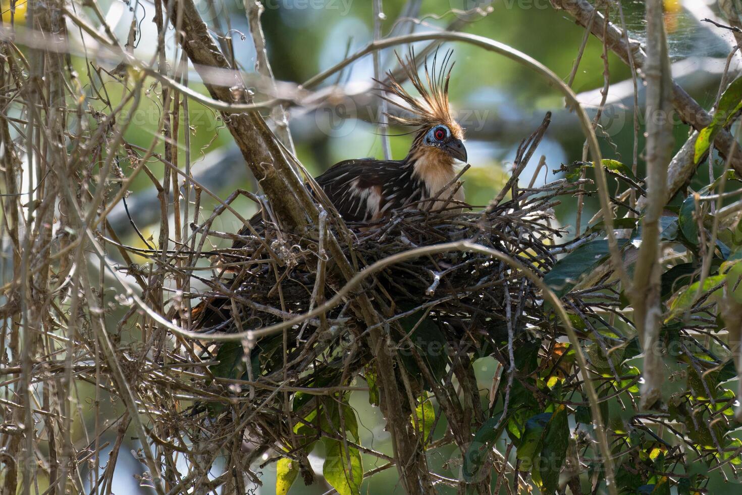 Nesting Hoatzin, Opisthocomus hoazin, Amazon Basin, Brazil photo