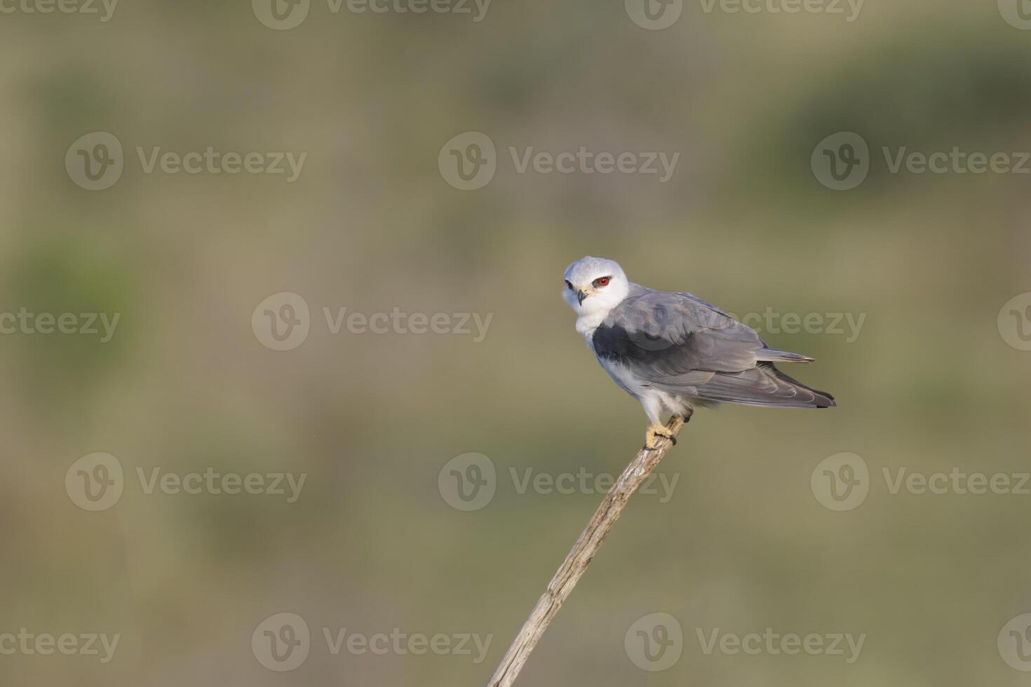 Black-winged kite, Elanus caeruleus, perched on a branch, Kwazulu Natal Province, South Africa photo