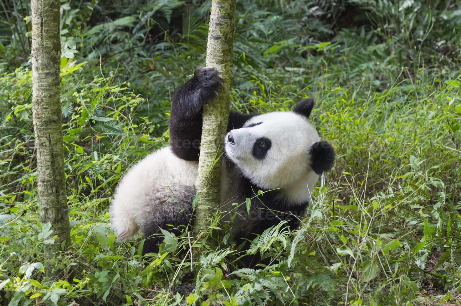 dos años Envejecido joven gigante panda, ailuropoda melanoleuca, chengdú, sichuan, China foto