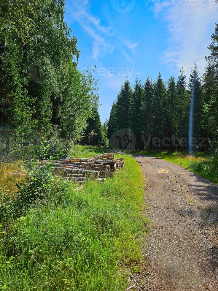 Forest path overgrown with grass. Heather at the edge of the path. Trees and forest photo