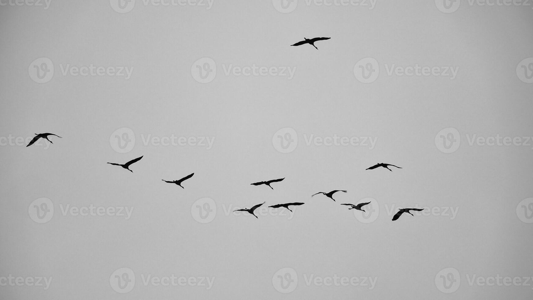 Crane group in the sky in V formation. Migratory birds on their return journey photo